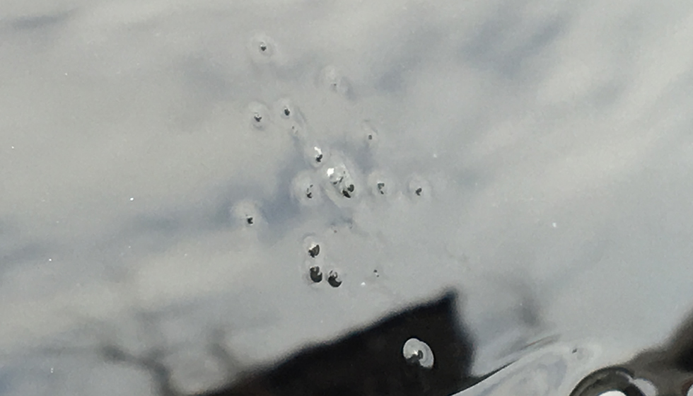 鳥糞、虫などで塗装にダメージが残った